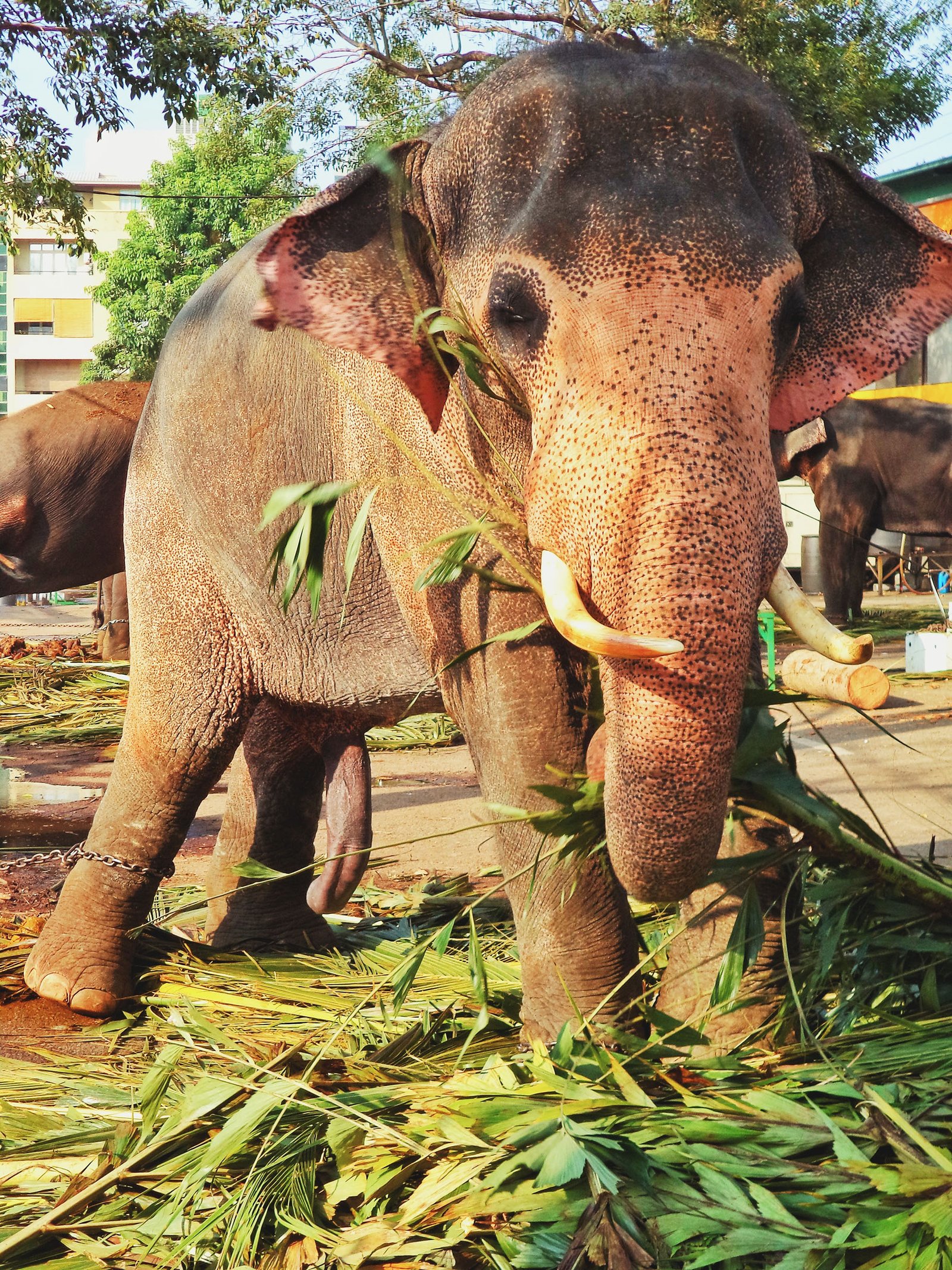 elephant-in-colombo